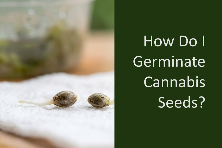 How Do I Germinate Cannabis Seeds?
