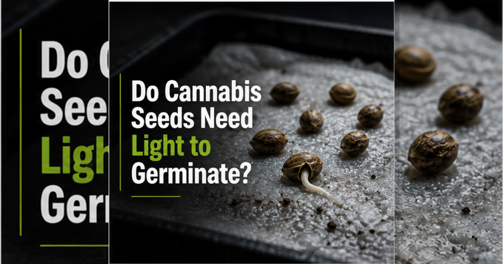 Do cannabis seeds need light to germinate?
