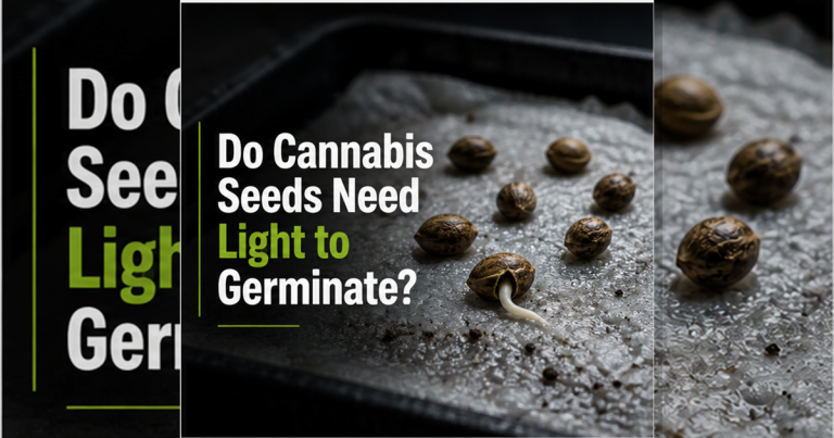 Do cannabis seeds need light to germinate?