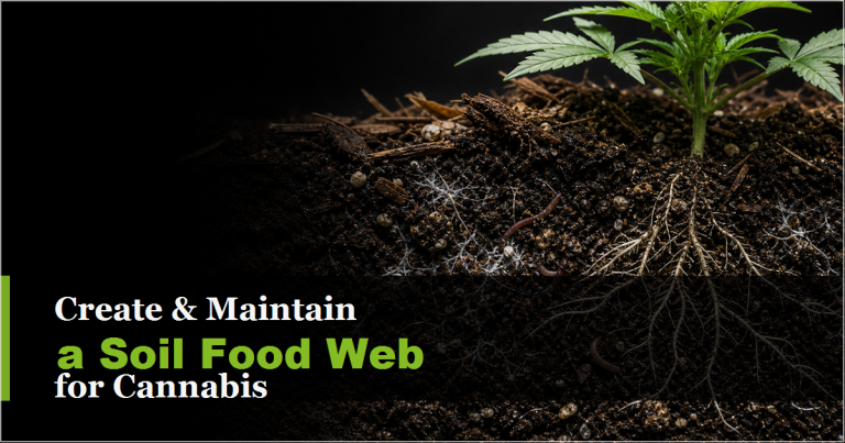 How Do I Create and Maintain a Soil Food Web for Cannabis?