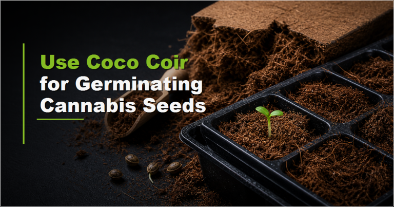 How Do I Use Coco Coir for Germinating Cannabis Seeds?