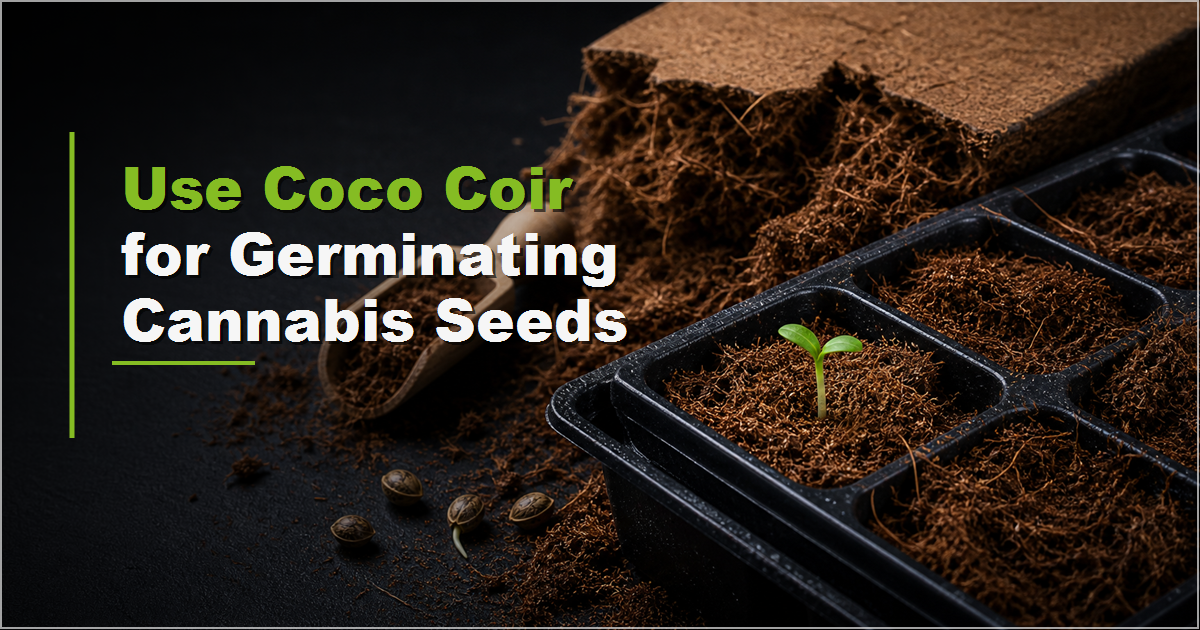 How Do I Use Coco Coir for Germinating Cannabis Seeds?