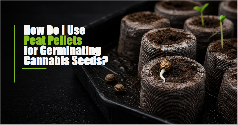 How Do I Use Peat Pellets for Germinating Cannabis Seeds?