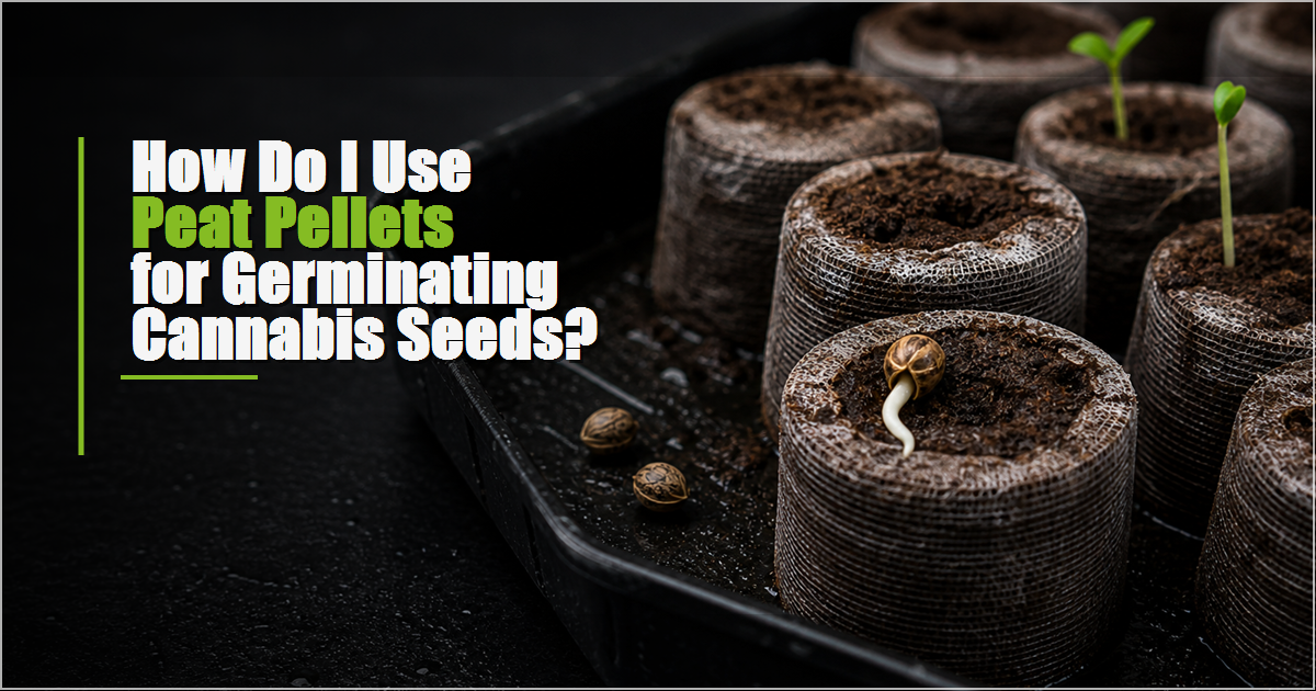 How Do I Use Peat Pellets for Germinating Cannabis Seeds?