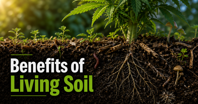 What are the benefits of using living soil in cannabis growing?