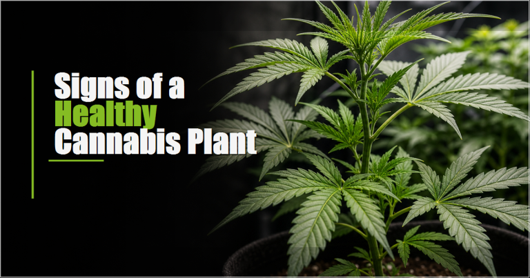 What Are the Signs of a Healthy Cannabis Plant?