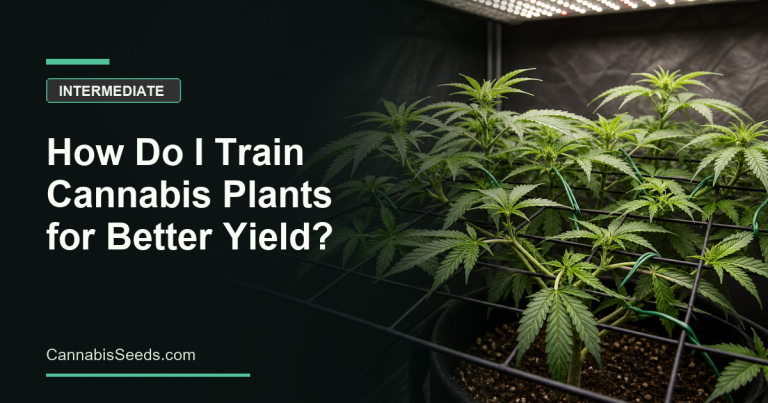 How do I train cannabis plants for better yield?