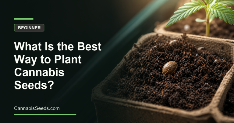 What is the best way to plant cannabis seeds?