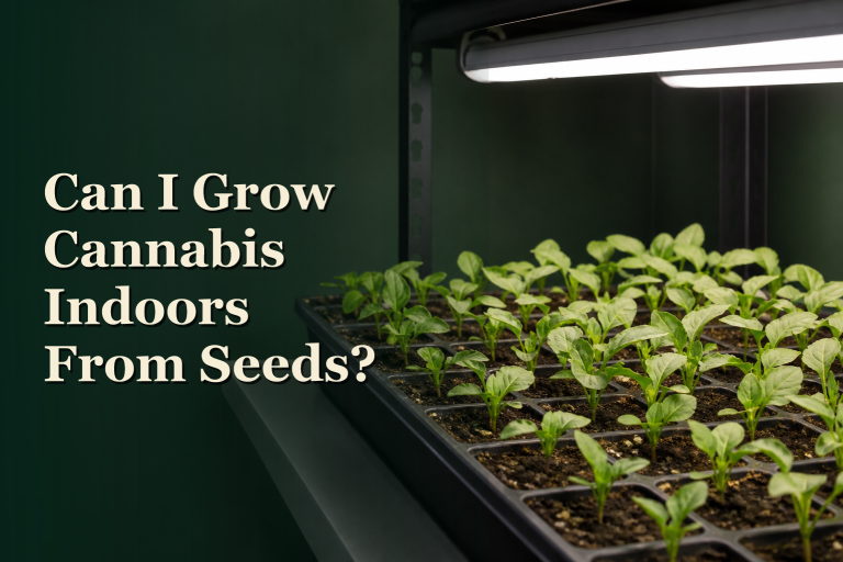 Can I grow cannabis indoors from seeds?