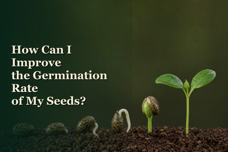 How can I improve the germination rate of cannabis seeds?
