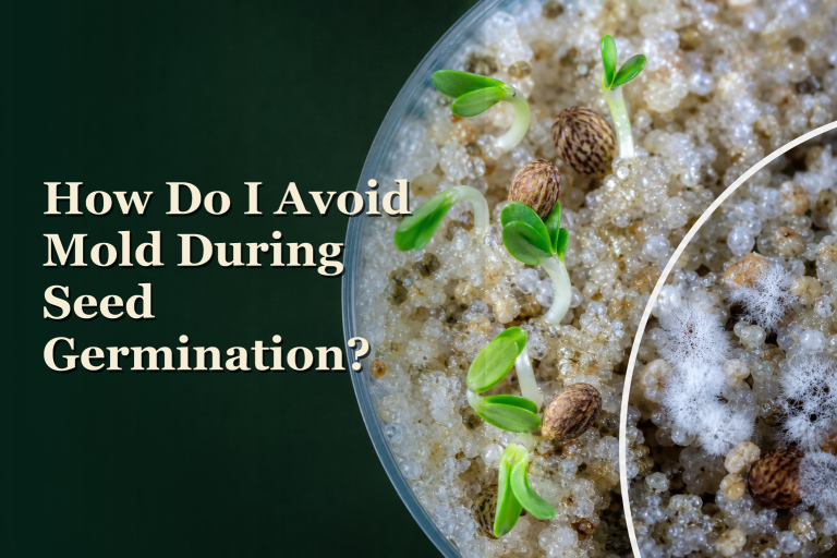 How do I avoid mold during cannabis seed germination?