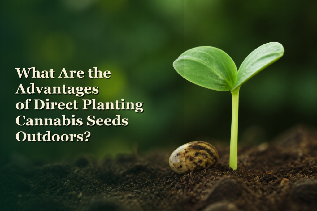What are the advantages of direct planting cannabis seeds outdoors?